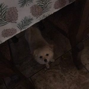 Meet your Posher, Cesar